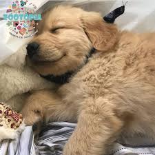 Es Hora De Recargar Todas Nuestras Energias Para Atender A Tu Granito De Felicidad Con Toda La Energia Y Amor Yavru Kopek Golden Retriever Sevimli Kopekler