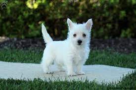 A mutt or mixed breed dog is a testament to nature. Westie Mix Puppies For Sale Greenfield Puppies