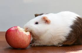 Can guinea pigs eat apples. Feeding Guinea Pigs How Much And How Often Feeding Chart Guide Pet Keen