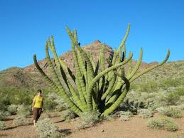 The highest and the most prominent mountain is mount ajo. Largest Organ Pipe Cactus In Monument Picture Of Organ Pipe Cactus National Monument Ajo Tripadvisor