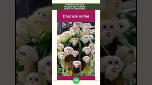 Orquídea Cara de Macaco (Dracula simia ...
