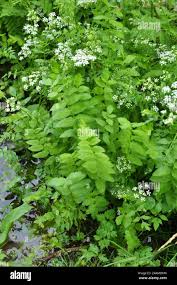 Image result for Berula erecta