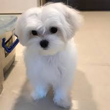 Welcome to the best resource for quality puppies for sale. Maltese Puppies For Sale Orlando Fl Maltese Puppy Teacup Puppies Maltese Maltese Puppies For Sale