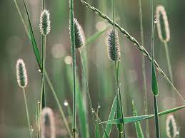 Timothy Grass Phleum Pratense Woodland Trust Grass Grass Seed Dried Flowers