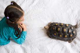 Learn About Overwintering Tortoises