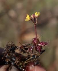 Image result for Clerodendrum tricholobum