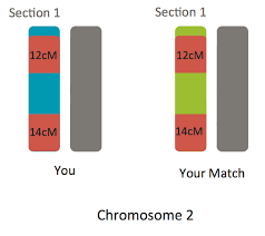 Behind The New Ancestrydna Feature Amount Of Shared Dna