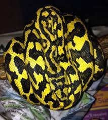 Cb 2010 Jungle Carpet Python Male 1 Pet Snake Beautiful Snakes Wild Animals Photos