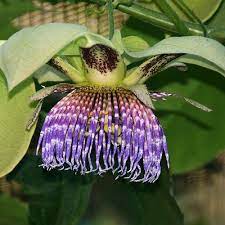 Passiflora Maliformis Plants Passiflora Pandan