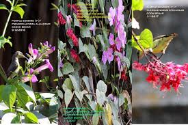 Image result for Clerodendrum poggei