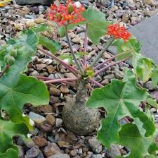 Image result for Jatropha erythropoda
