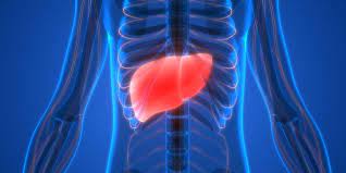 Organ tubuh manusia banyak yang dapat didonorkan guna proses transplantasi di dunia medis. Letak Hati Manusia Beserta Penyakit Yang Mengganggu Fungsinya