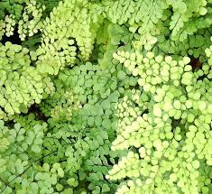 Image result for Adiantum soboliferum