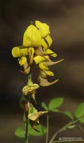 Image result for Crotalaria laburnifolia