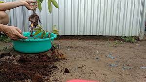 Durian And Jackfruit Root System Root Rootsystem Durian Youtube