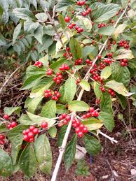We did not find results for: Plant Id Forum Nc Bush With Red Berries In Fall Garden Org