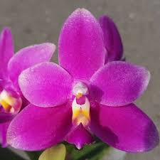 Image result for Indigofera oxalidea