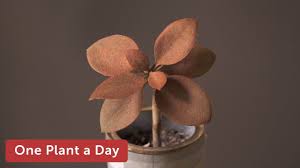 Kalanchoe Orgyalis Copper Spoon Kalanchoe Houseplant Care 145 Of 365