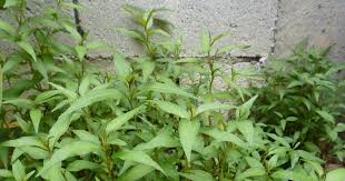 Sukun adalah tumbuhan yang hidup di wilayah pasifik selatan dan dalam setiap tahunnya dapat. Greenfingers Khasiat Daun Kesum