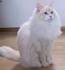 Red Ragdolls | Ragdoll Cat Breed Colors | Flame Point Ragdoll