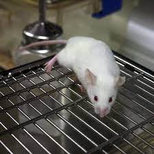 I first found out about animal testing in 2012 while studying at university. Vivisection Wikipedia