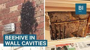 The wall may feel warm because honey bees keep the brood area of the nest at about 95 degrees fahrenheit. Australian Woman Finds 30kg Beehive In Her Wall Youtube