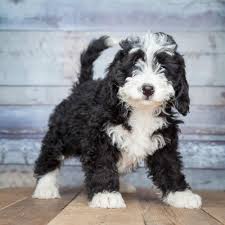 Maybe you would like to learn more about one of these? Mini Bernedoodles Aren T For Everybody Here S What You Need To Know