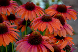Maybe you would like to learn more about one of these? Color Coded Orange You Awesome Coneflower Echinacea Hybrid Proven Winners