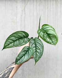 Monstera Siltepecana Philodendron Monstera Philodendron Plants