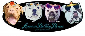 Customers would come in and athena would let children sit on her, put their fingers in her mouth, and best of all. American Bulldog Rescue 501c3 Not For Profit Dog Rescue Charity