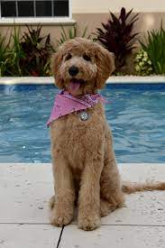 Our Doodle Daisy Got Her First Haircut Today Goldendoodles Goldendoodle Grooming Goldendoodle Puppy Puppy Grooming