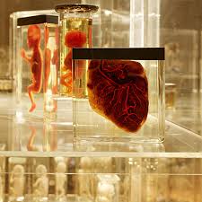 Maybe you would like to learn more about one of these? Museum Anatomie Innsbruck