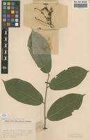 Image result for Maesobotrya