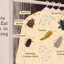 The worst feeling when buying a snail is getting home only to realize the beautiful shell you picked out is just that: Identify 8 Insects That Eat Holes In Clothes