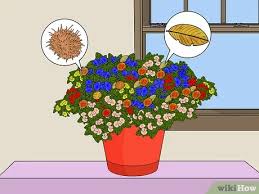 Online flower delivery in mumbai sending flowers to mumbai has become a lot easier by city's flower shops. 3 Ways To Deadhead Mums Wikihow