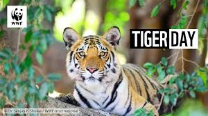 International tiger day was first celebrated in 2010 after it was found that 97% of all wild tigers had disappeared in the last century, with about only 3,000 of them remaining. Vwiwcfoloa9n M
