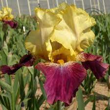 It's a hybrid plant rather than wild species. Tbblatant Tbathrue Iris Wiki