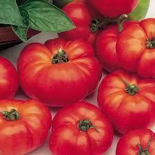 Tomato Marmade Agm Tomato Sutton Seeds Home Grown Vegetables