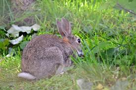 Then as memes evolved the iphone whale came and swallowed our hopes of something better. Aggression In Rabbits Why Is My Rabbit Suddenly Aggressive Causes Tips