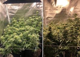 Ceramic metal halide is even easier to figure out, since there are only two wattages commonly available because the truth is: Cannabis Grow Lights What S The Best Size Grow Weed Easy
