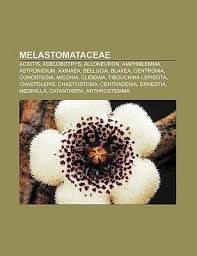 Image result for Dissotis glandulosa