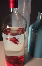 Setting up betta fish tanks is slightly different than setting up other tropical fish tanks and this article talks about the same. 46 Betta Fish Tank Ideas Betta Fish Tank Fish Tank Betta Fish