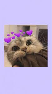 Kata kata mutiara bijak penyemangat hidup kata kata 2015. Hey Are You Ignoring Me Anak Kucing Menggemaskan Gambar Hewan Lucu Gambar Hewan