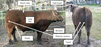Live Cattle Assessment