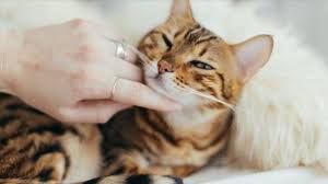 Webmd provides comprehensive cat health information covering a wide variety of symptoms affecting your pet. Covid 19 Might Easily Transmit Among Cats Research