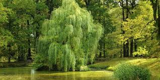 Let your eyelids droop v exprverbal expression: Willow Tree Tattoo Meanings Ideas And Variations