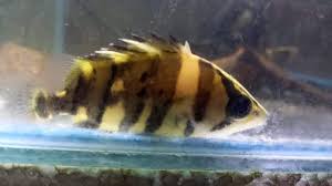 Desain aquarium air tawar infoikan.com sudah tahu model aquarium hias? Wisnu Aquatic Posts Facebook