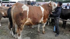 Canlı hayvan pazarları hangi gün. Susehri Haberleri Kurban Pazarinin 1 Tonluk Pasa Si Alicisini Bekliyor Sivas Haberleri