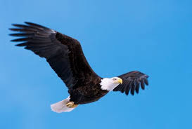 The official source of philadelphia eagles headlines, news, videos, photos, tickets, rosters, stats, schedule, and gameday information. Newly Discovered Virus Infects Bald Eagles Across America