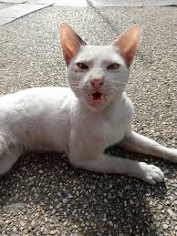 hopefully maka recover na 'yung mga nasalanta ng bagyo, btw just had macha  latte earlier while listening to Daniel Ceasar and thinking about how I can  provide something to stray cats/dogs